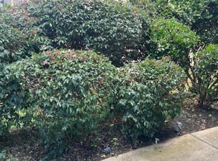 Bush Trimming by Jonathan Clark for Megan G. in Cumming, GA
