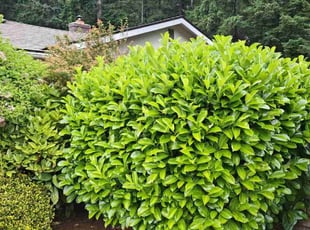 Bush Trimming by Matthew Grigsby for Pauline E. in Spanaway, WA