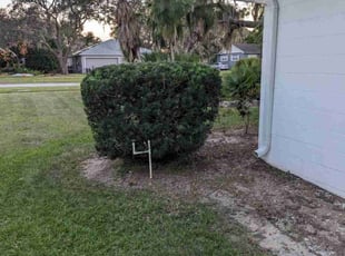 Leonardo S.'s Bush Trimming service result