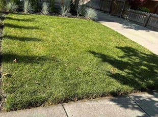 Emily C.'s Lawn Mowing service result