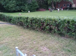 Bush Trimming by Drew Holloway for Erica G. in Washington, DC