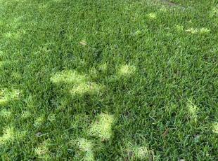 Mary P.'s Lawn Care service result