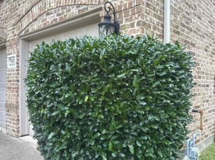 Bush Trimming by Rhett Lambas for Isiah M. in Denton, TX