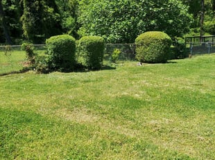 Bush Trimming by Lamar Bradley for Cassandra G. in Decatur, GA