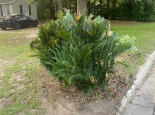 Bush Trimming by Matthew Kopf for Lauren J. in Mobile, AL