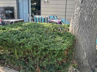 Bush Trimming by Adam Bachir for Jessica w. in West Bloomfield Township, MI