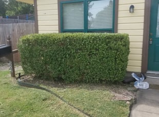 Bush Trimming by Michael Weil for Michael z. in Grapevine, TX