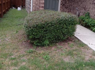 Bush Trimming by Joey Gamboa for Andrea K. in Austin, TX