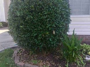 Bush Trimming by Lucas Davis for Tran T. in Kannapolis, NC