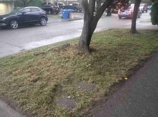 Andrea D.'s Lawn Mowing service result