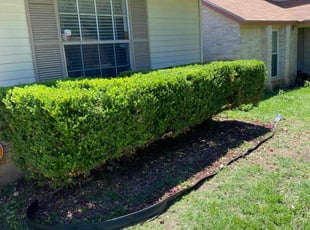 Bush Trimming by Stephen Robles for Felecia S. in San Antonio, TX
