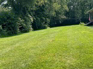 Phil R.'s Yard Cutting service result