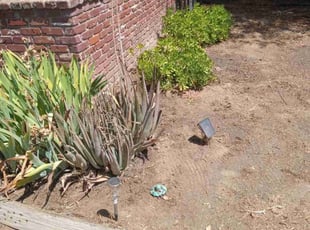 Weeding by Louie Renobato for Brent H. in Fresno, CA