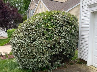 Bush Trimming by Ron Goldshmid for Jason D. in Charlotte, NC