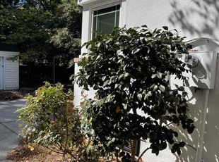 Bush Trimming by Bryan Oren for Elizabeth T. in Norfolk, VA