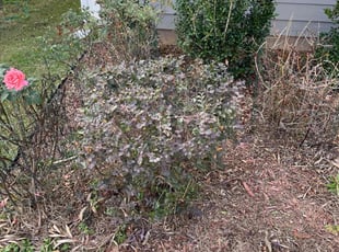 Bush Trimming by Paul Tollefson for Ayesha S. in Leon County, FL