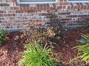 Weeding by Marcedes Ginn for Mohammed M. in Aubrey, TX