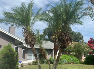 Bush Trimming by Carlos Martinez for Gary P. in Orlando, FL