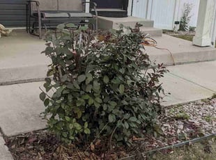 Bush Trimming by Luke Reinhold for Philip H. in Denver, CO