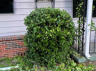 Bush Trimming by Monte Rasheed for Chris G. in Birmingham, AL