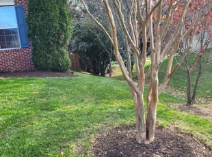 Leaf Removal by Rose Valle for Ron E. in Ashburn, VA