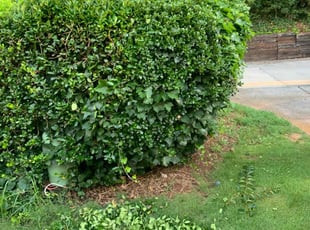 Bush Trimming by Jaime Caraballo for Keith M. in Norcross, GA
