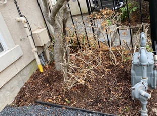 Bush Trimming by Paz Silva for Scott H. in Houston, TX