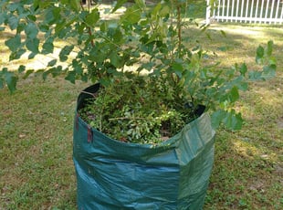 Bush Trimming by Chris Thomas for Joe J. in Chester, VA