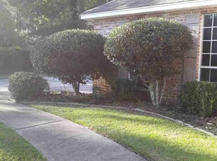 Bush Trimming by Robert Collins for Mitzi T. in Mandeville, LA