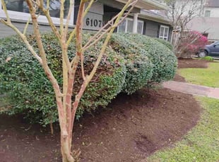 Bush Trimming by Daniel Campos for Tanya C. in Houston, TX