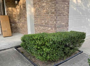 Bush Trimming by Danny Blanco for Caroline E. in Cypress, TX