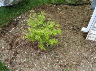 Mulching by Adam Herridge for Tyler K. in Maize, KS