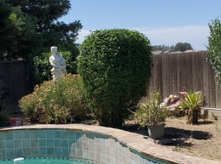 Bush Trimming by Joshua Catlin for Nildad O. in Tracy, CA