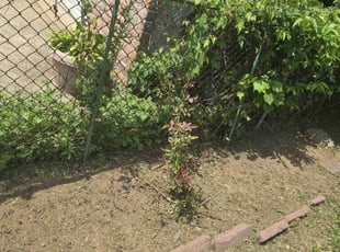 Weeding by Fuquoen Randolph for Santos L. in New Hyde Park, NY