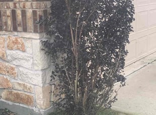 Bush Trimming by Kenneth Frazier for Channa B. in Bacliff, TX