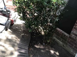 Bush Trimming by Eduardo Santoyo for Monica C. in Katy, TX