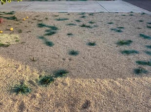 Cleanups by Anthany Eisweirth for Sheryl M. in Phoenix, AZ