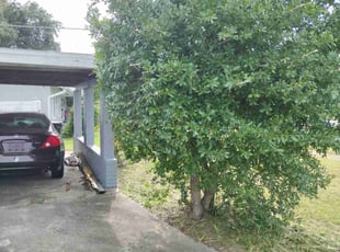 Bush Trimming by Willie Carmichael Jr for Sylas C. in Orlando, FL