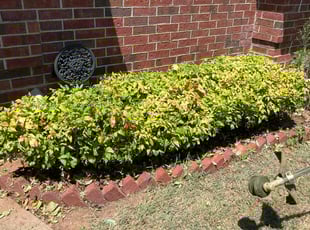 Bush Trimming by Charles Atkins for April M. in Edmond, OK