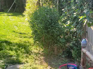 Bush Trimming by Chris Stewart for Moniqua F. in Temple Hills, MD