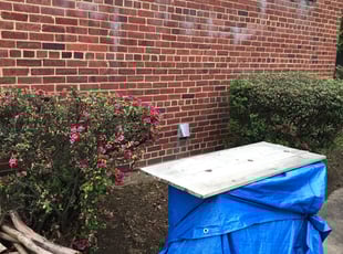 Bush Trimming by Angel P. for Slyvia -. in Mason, VA