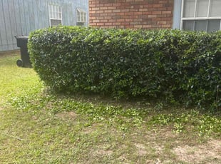 Bush Trimming by Paul Tollefson for Lakiera B. in Tallahassee, FL