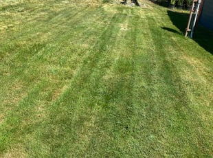 Sandy C.'s Yard Cutting service result
