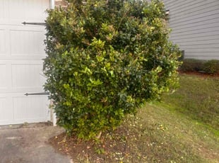 Bush Trimming by Mareno McKenzie for Chris A. in Grovetown, GA