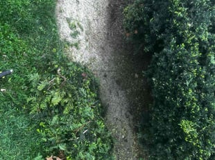 Bush Trimming by James Abernathy for Heather W. in Cincinnati, OH