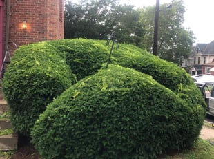 Bush Trimming by Bradley Taylor for Kristin W. in McKeesport, PA
