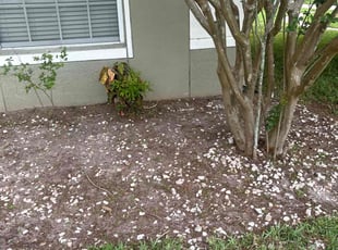 Weeding by Luis Ramos for Stephanie M. in Orlando, FL