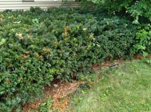 Bush Trimming by Kevin Rhyne for Charles F. in Madison, WI