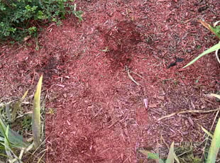 Weeding by Deshaira Davis for RA S. in Fort Washington, MD