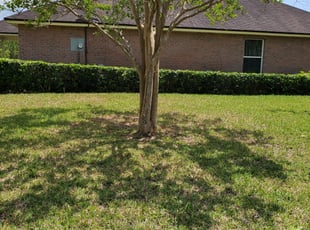 Bush Trimming by Jeremiah Wilcox for Bwana M. in Jacksonville, FL
